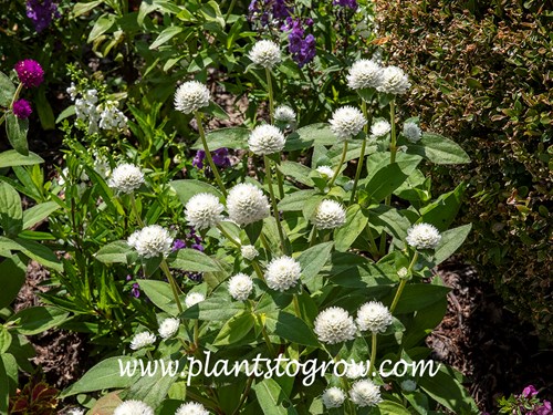 Globe Amaranth Audray white